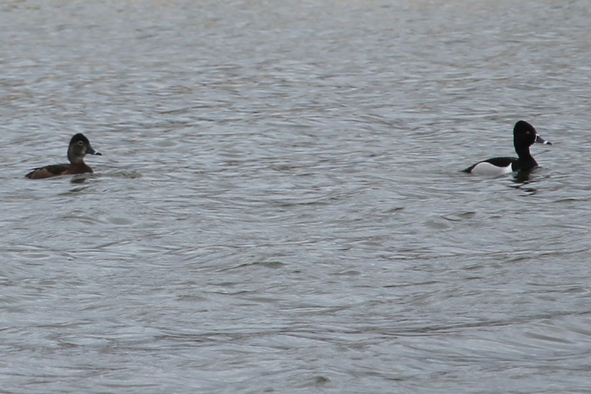 Ring-necked Duck - Rose Kuzina