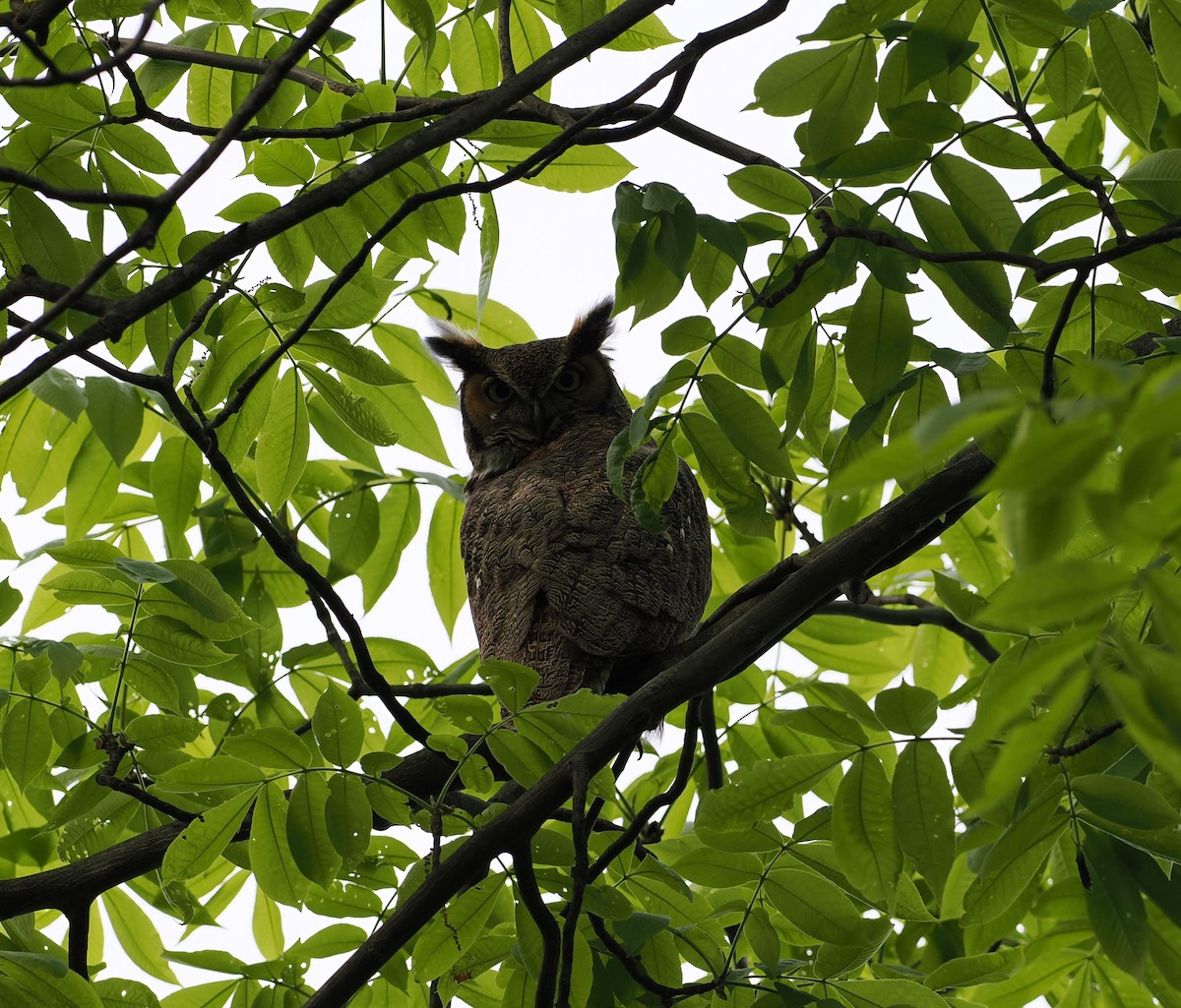 Great Horned Owl - ML569128591