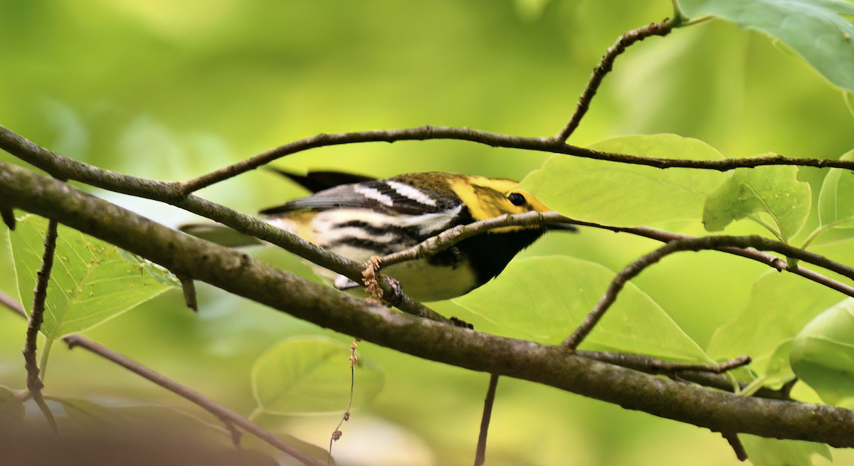 Grünmantel-Waldsänger - ML569128751