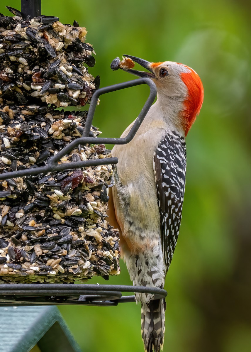 Red-bellied Woodpecker - ML569129161