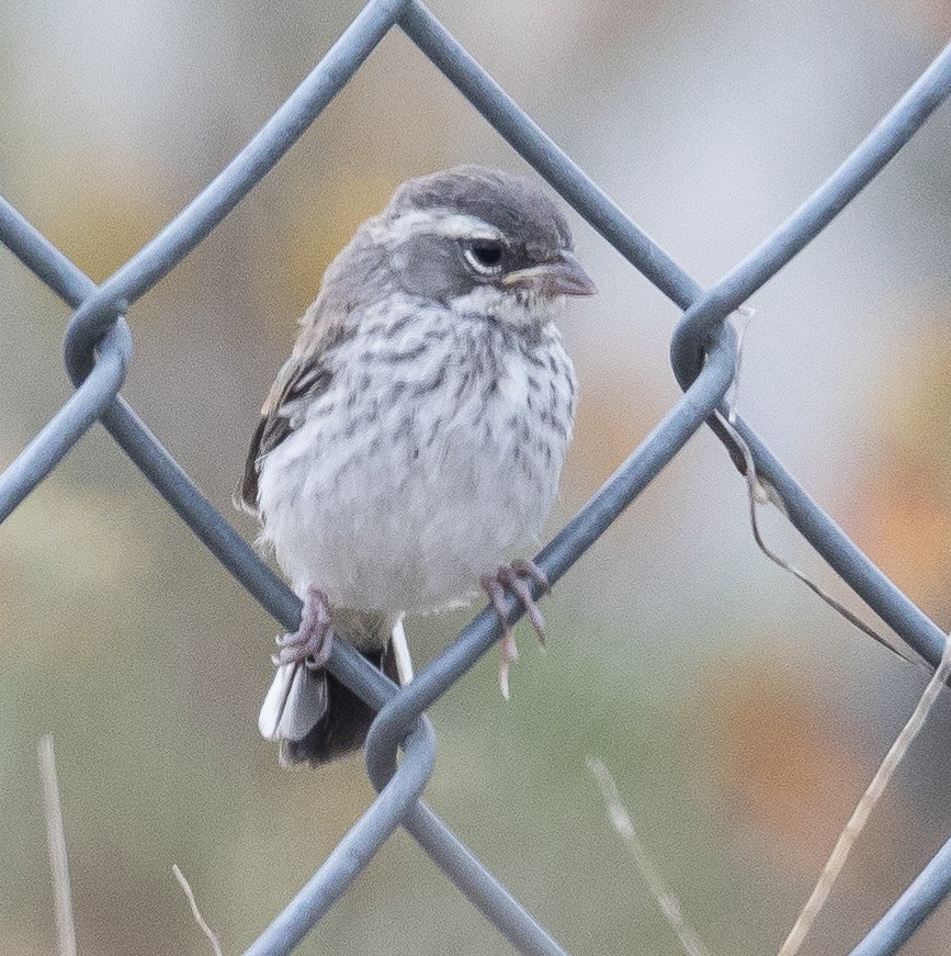 Black-throated Sparrow - ML569130241