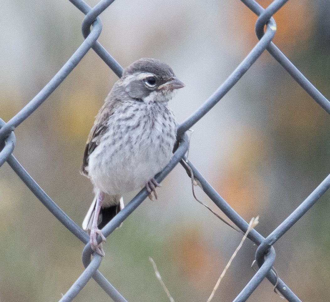 Black-throated Sparrow - ML569130251