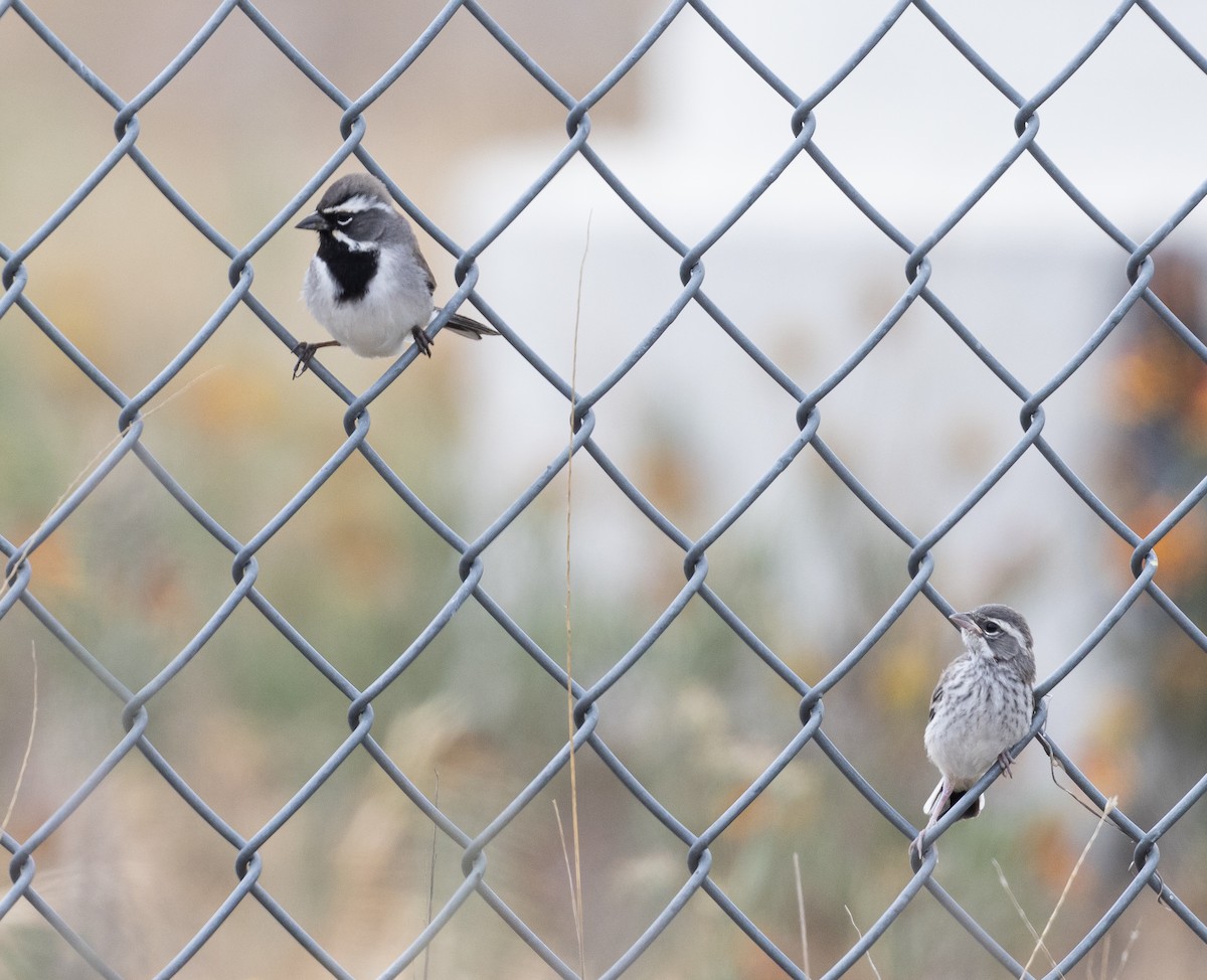 Black-throated Sparrow - ML569130261
