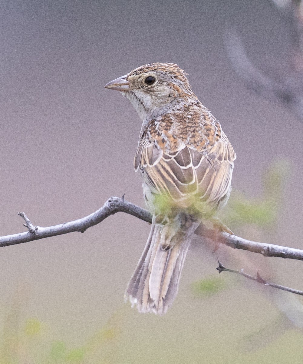 Cassin's Sparrow - ML569130341