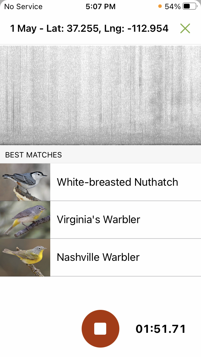 Nashville Warbler - ML569130921