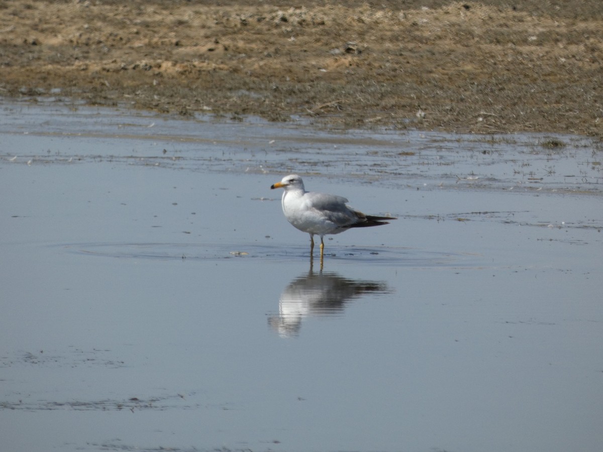 Gaviota Californiana - ML569130961