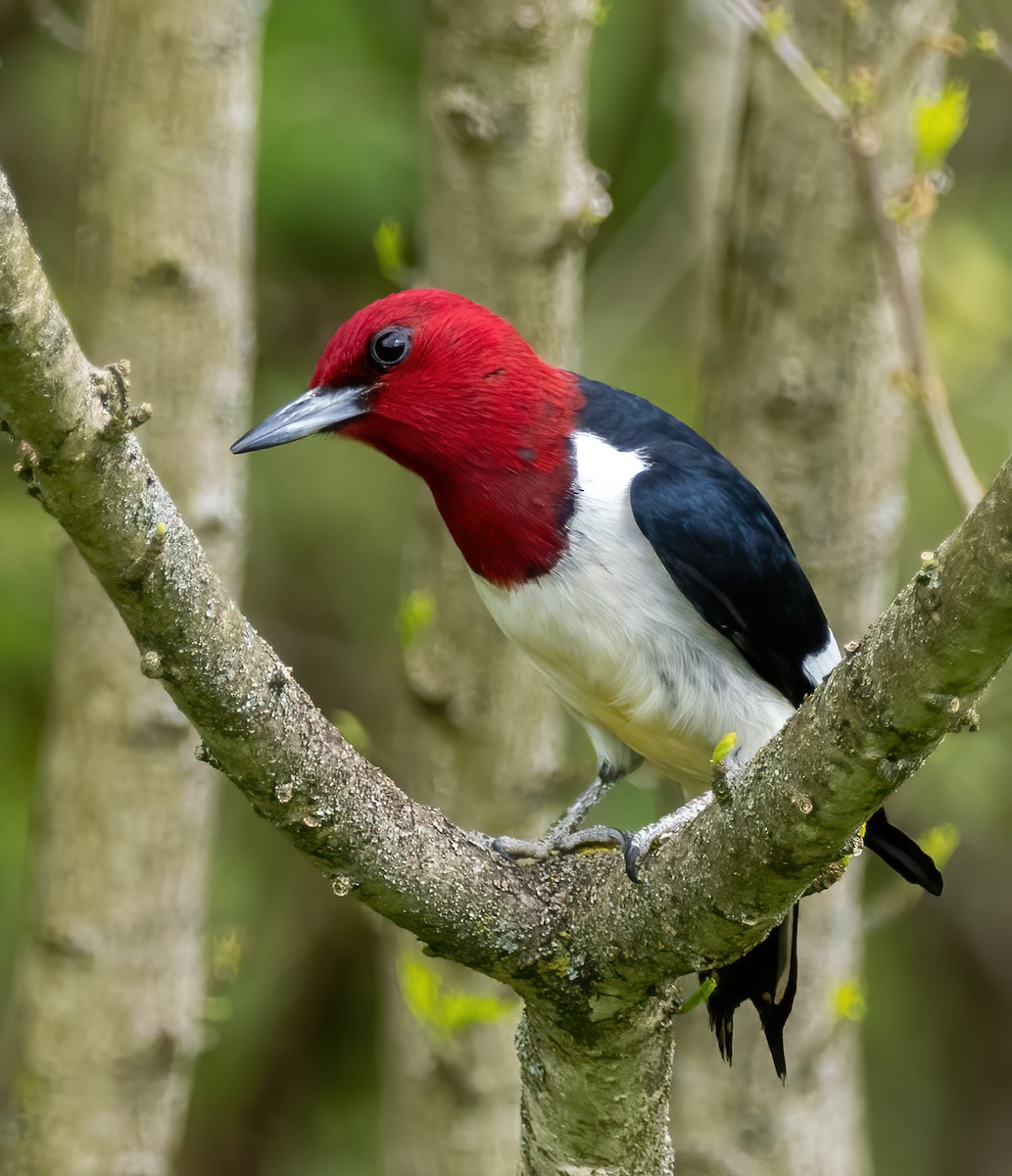 Red-headed Woodpecker - ML569131181