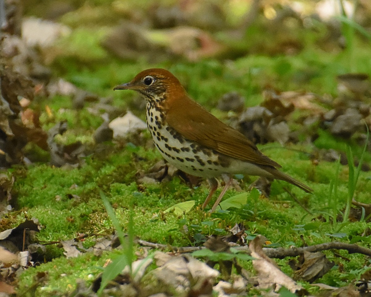 Wood Thrush - ML569131601