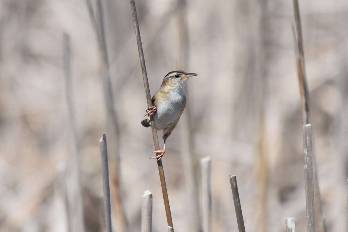 Cucarachero Pantanero (grupo palustris) - ML569131821