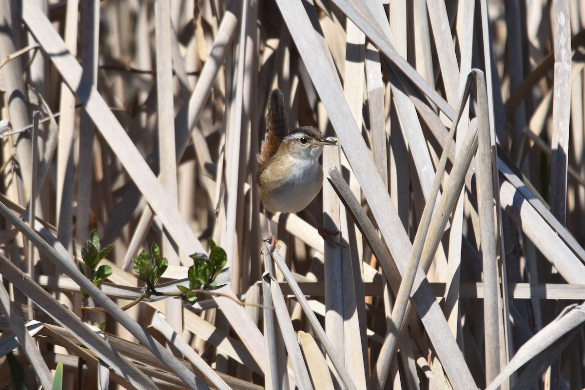 Cucarachero Pantanero (grupo palustris) - ML569131881