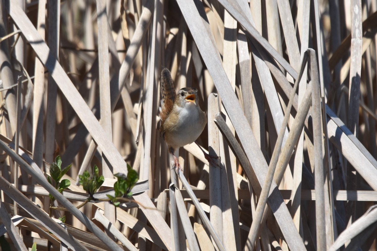 Cucarachero Pantanero (grupo palustris) - ML569131891