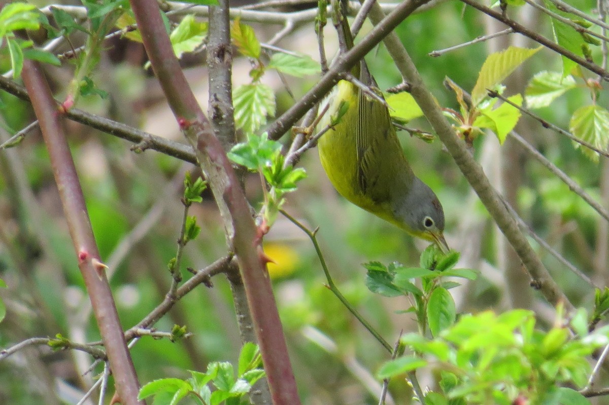Nashville Warbler - ML569133351