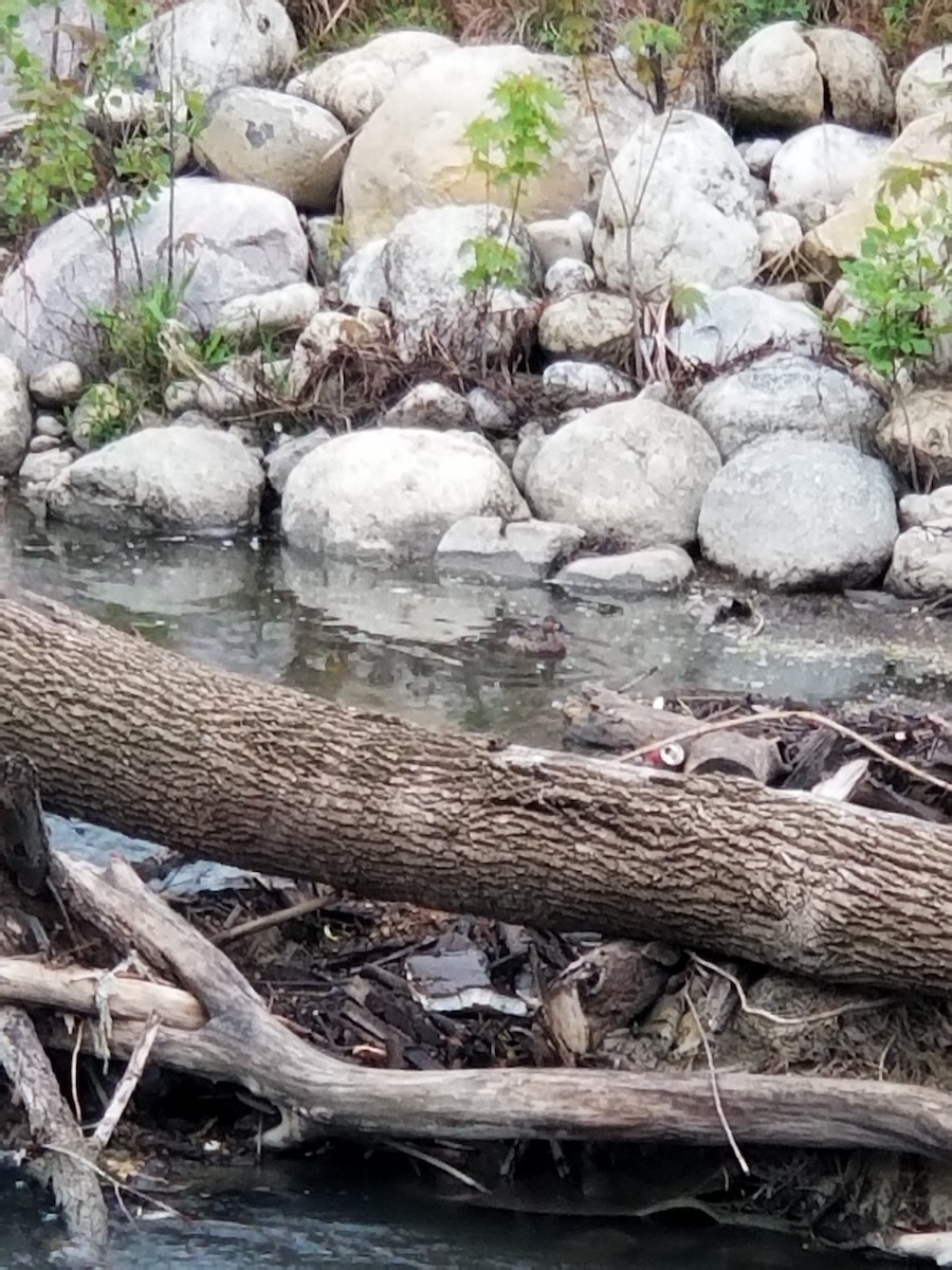 Blue-winged Teal - ML569133841