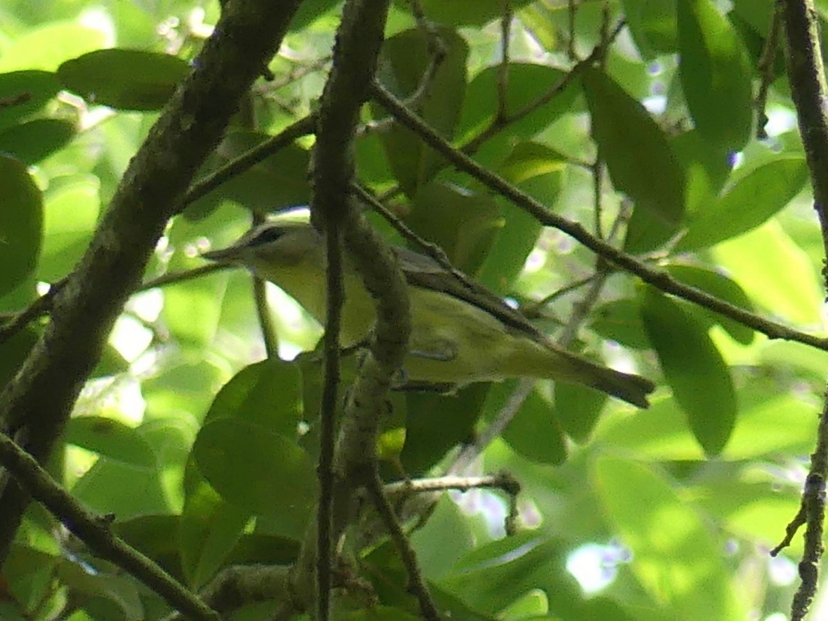 Philadelphia Vireo - Eamon Corbett