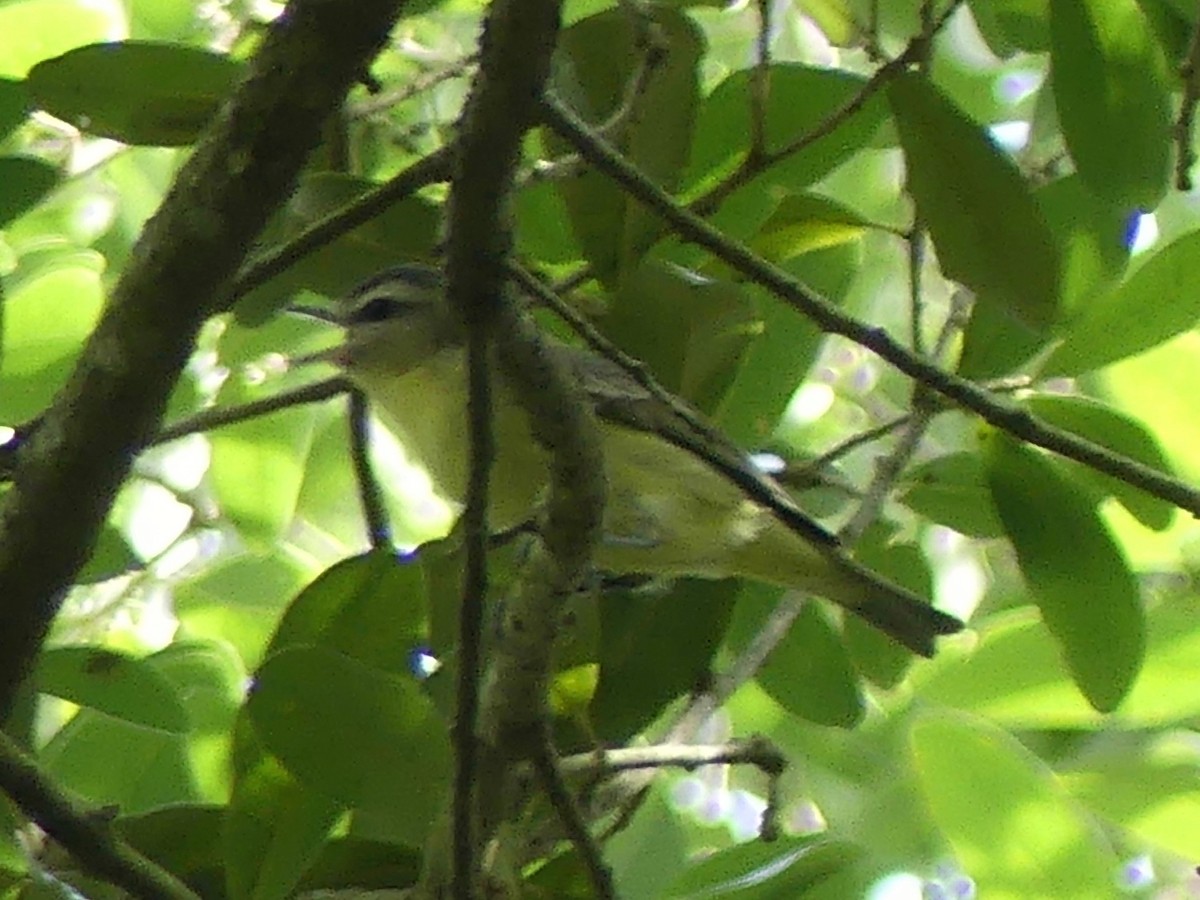 Philadelphia Vireo - ML569134121