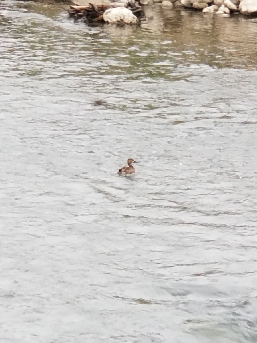 Blue-winged Teal - ML569134141