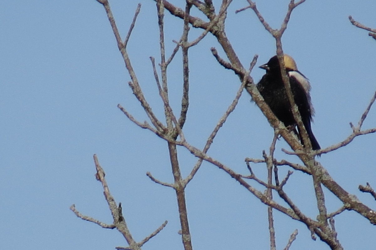 Bobolink - ML569134661