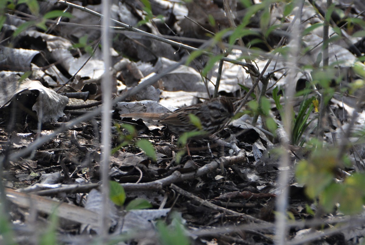 Song Sparrow - ML569135491