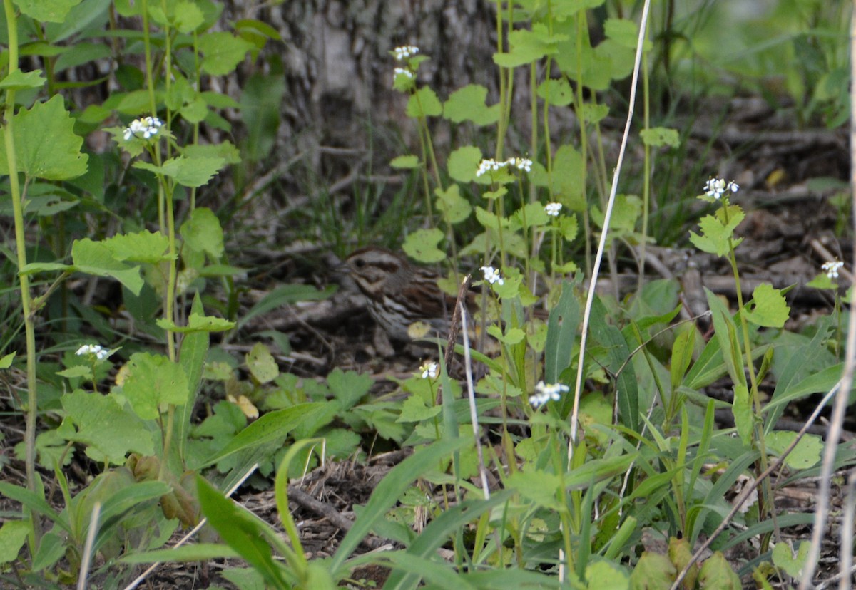 Song Sparrow - ML569135501