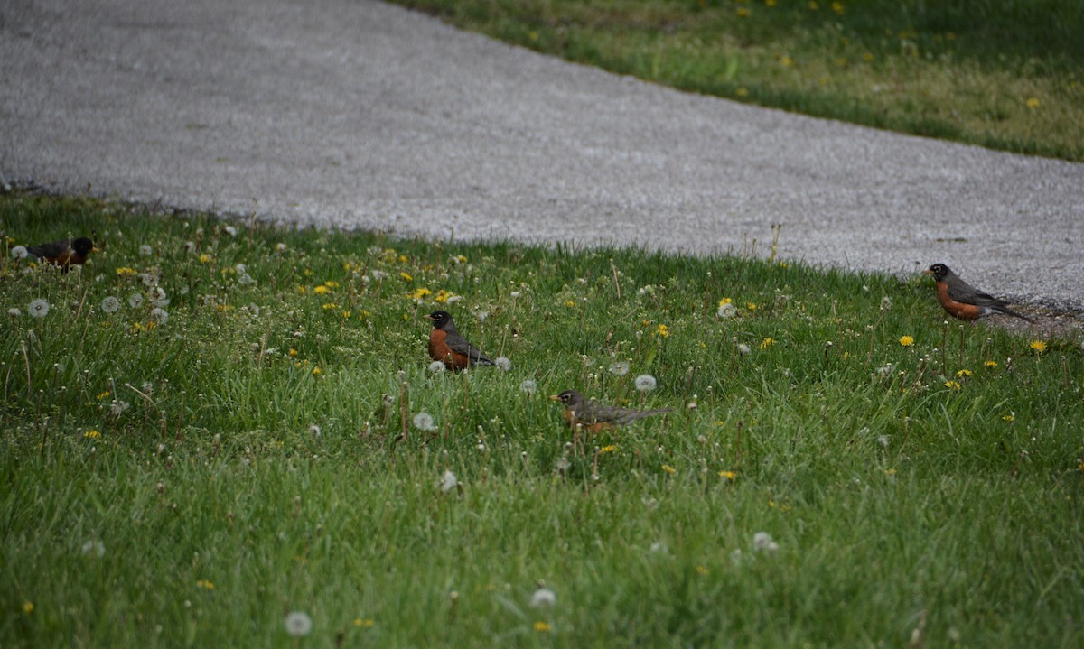 American Robin - ML569135681