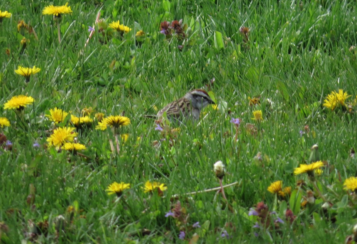 Chipping Sparrow - ML569136411