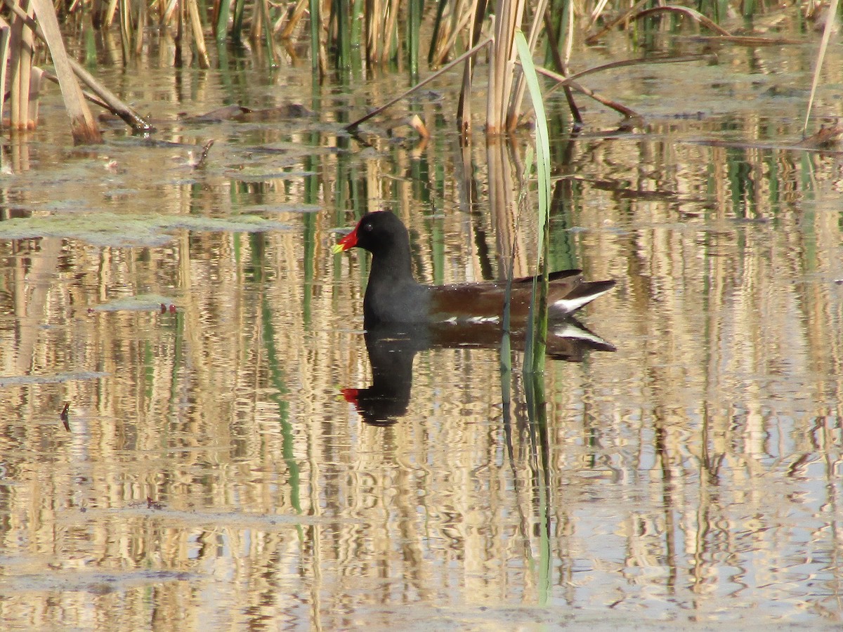 Common Gallinule - ML569136451
