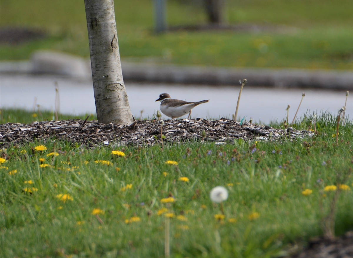 Killdeer - ML569136551