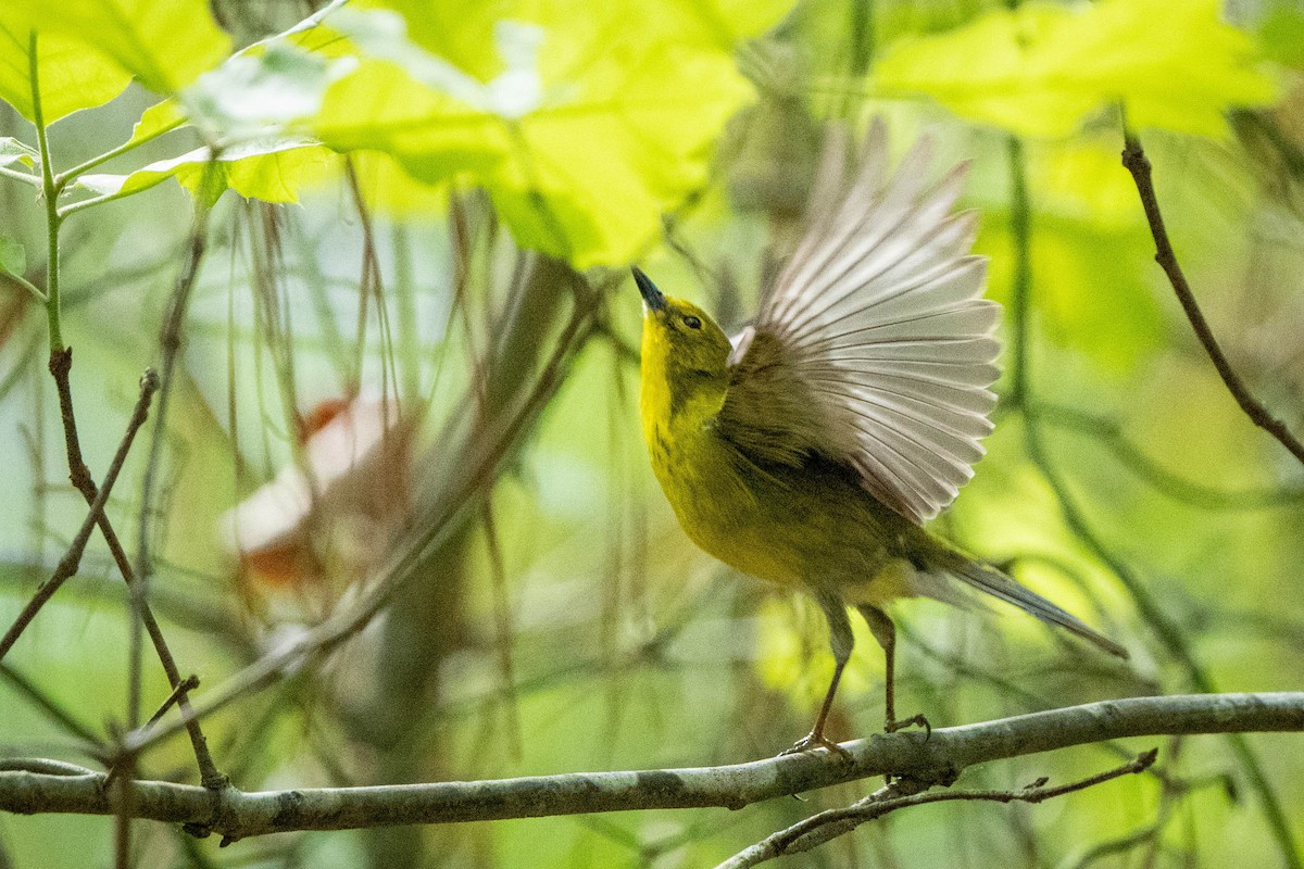 Pine Warbler - ML569136561