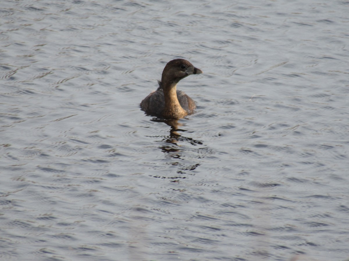 Pied-billed Grebe - ML569136751