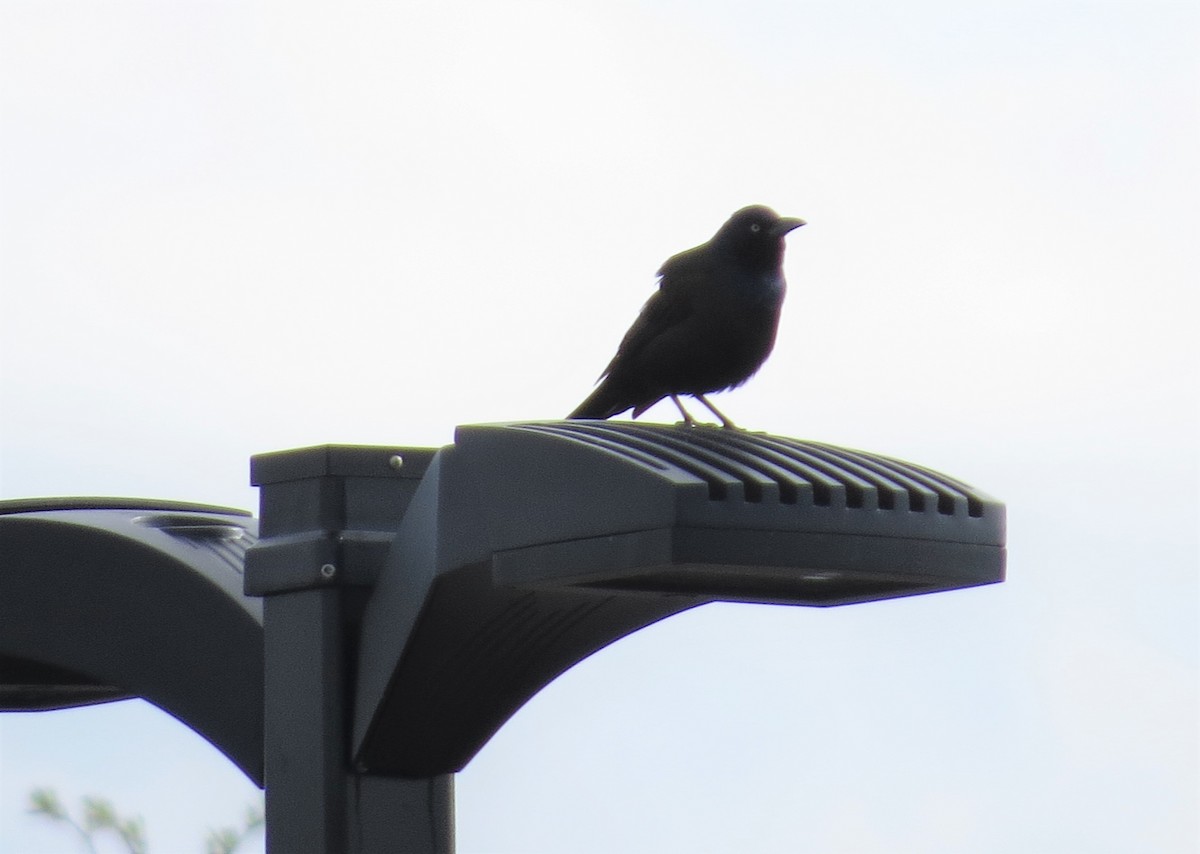 Common Grackle - ML569136761