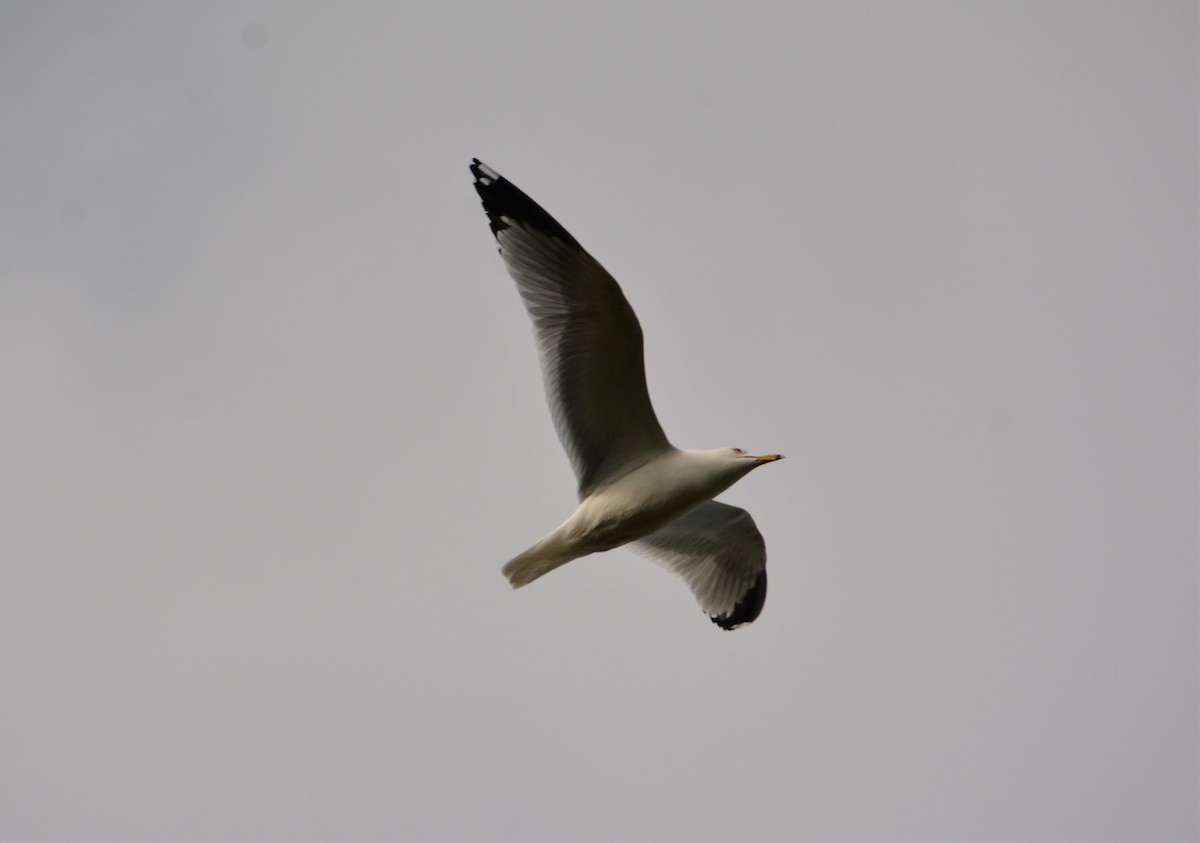 Ring-billed Gull - ML569136861