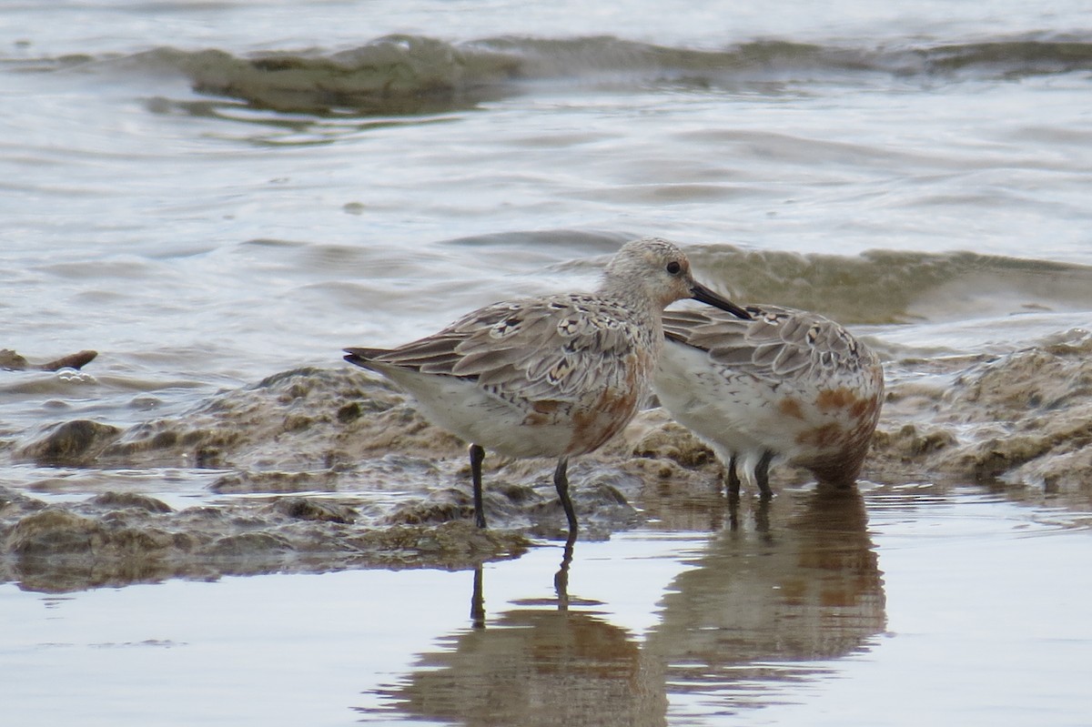 Red Knot - ML569136971