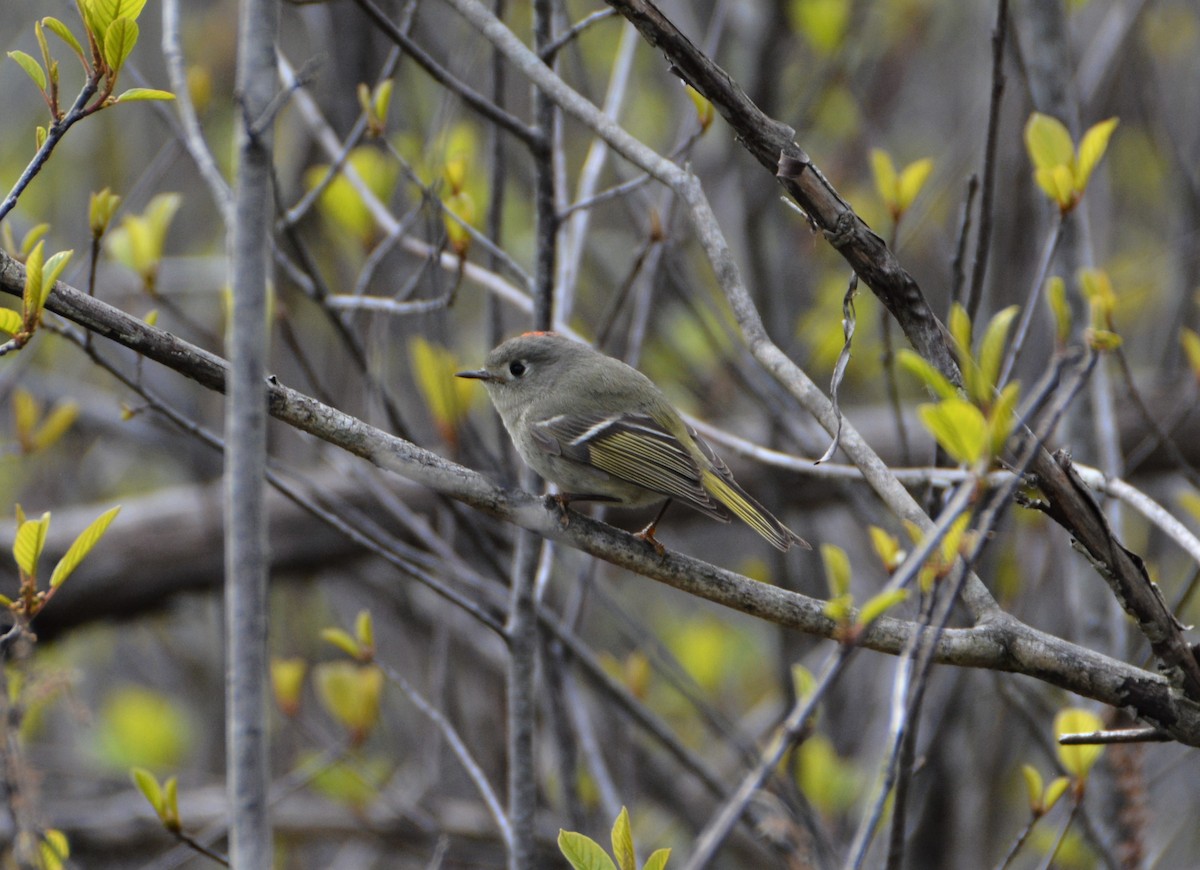 Ruby-crowned Kinglet - ML569136981