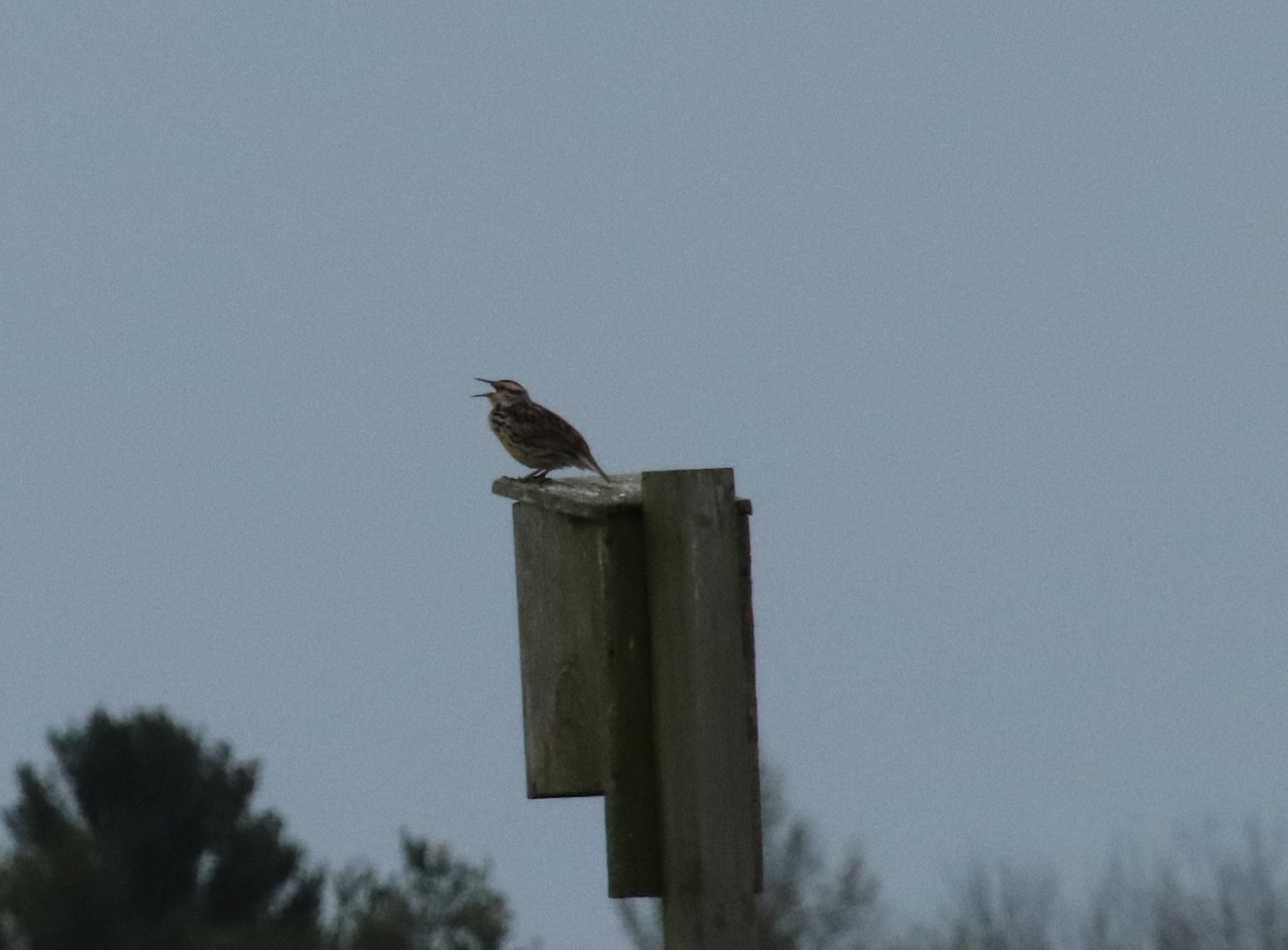 Eastern Meadowlark - ML569137161