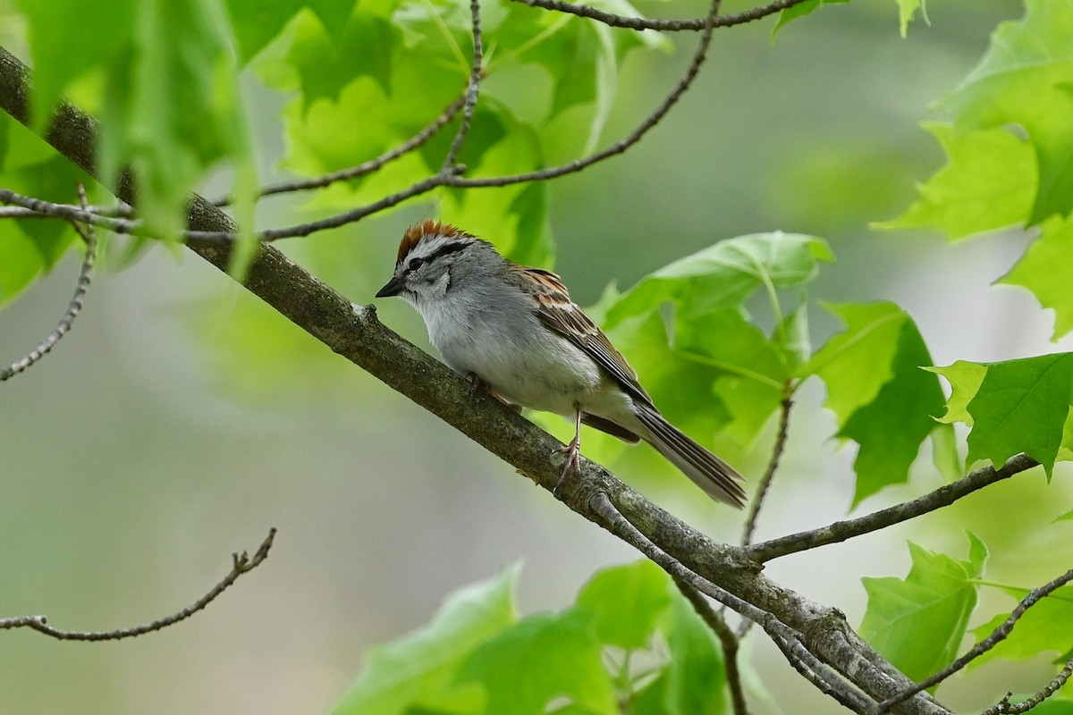 Chipping Sparrow - ML569137431