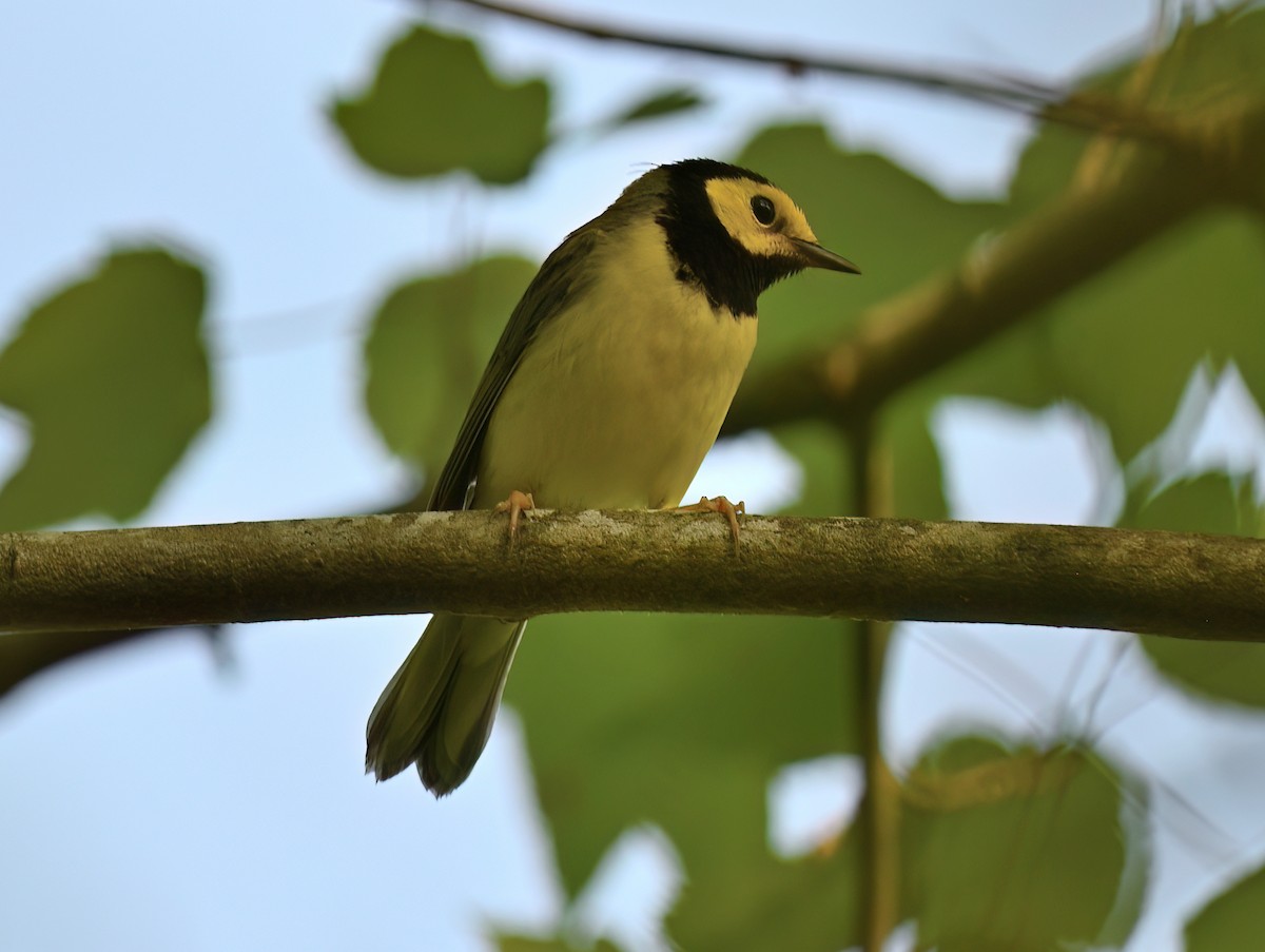 Hooded Warbler - ML569137541