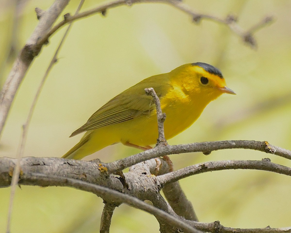 Wilson's Warbler - ML569138461