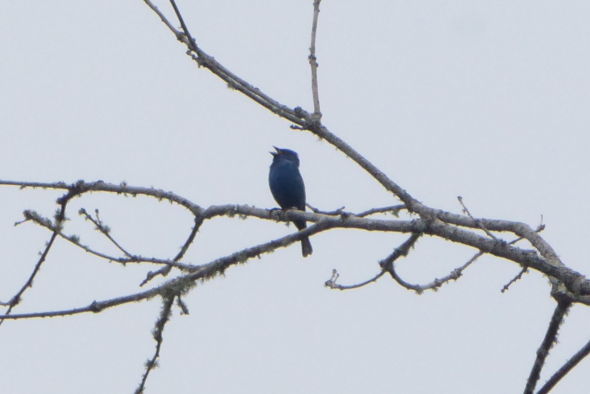 Indigo Bunting - ML569139971