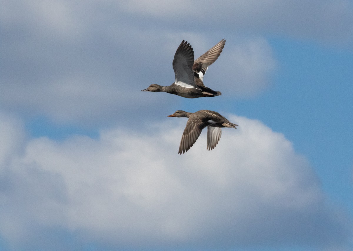 Gadwall - Kyle Wilmarth