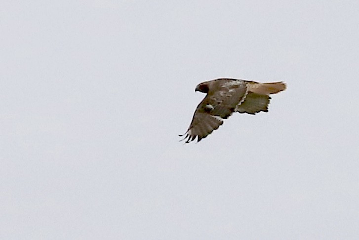 Red-tailed Hawk - ML569142651