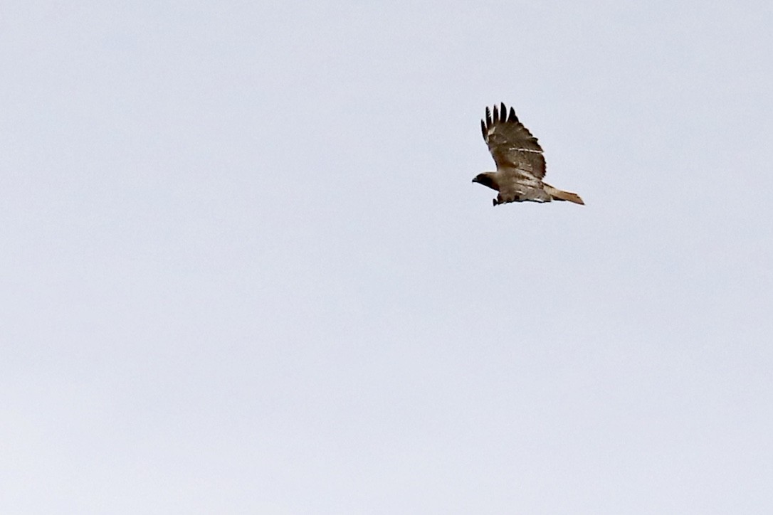Red-tailed Hawk - ML569142661