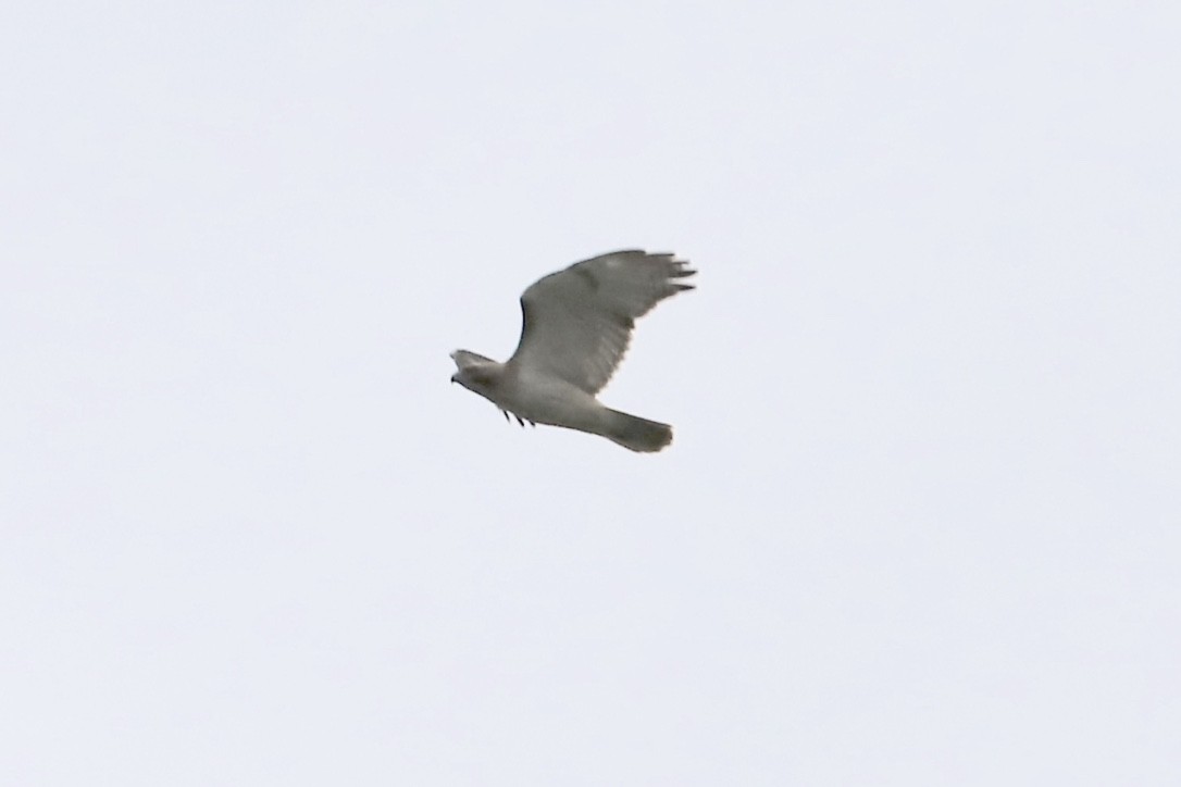 Red-tailed Hawk - ML569142671