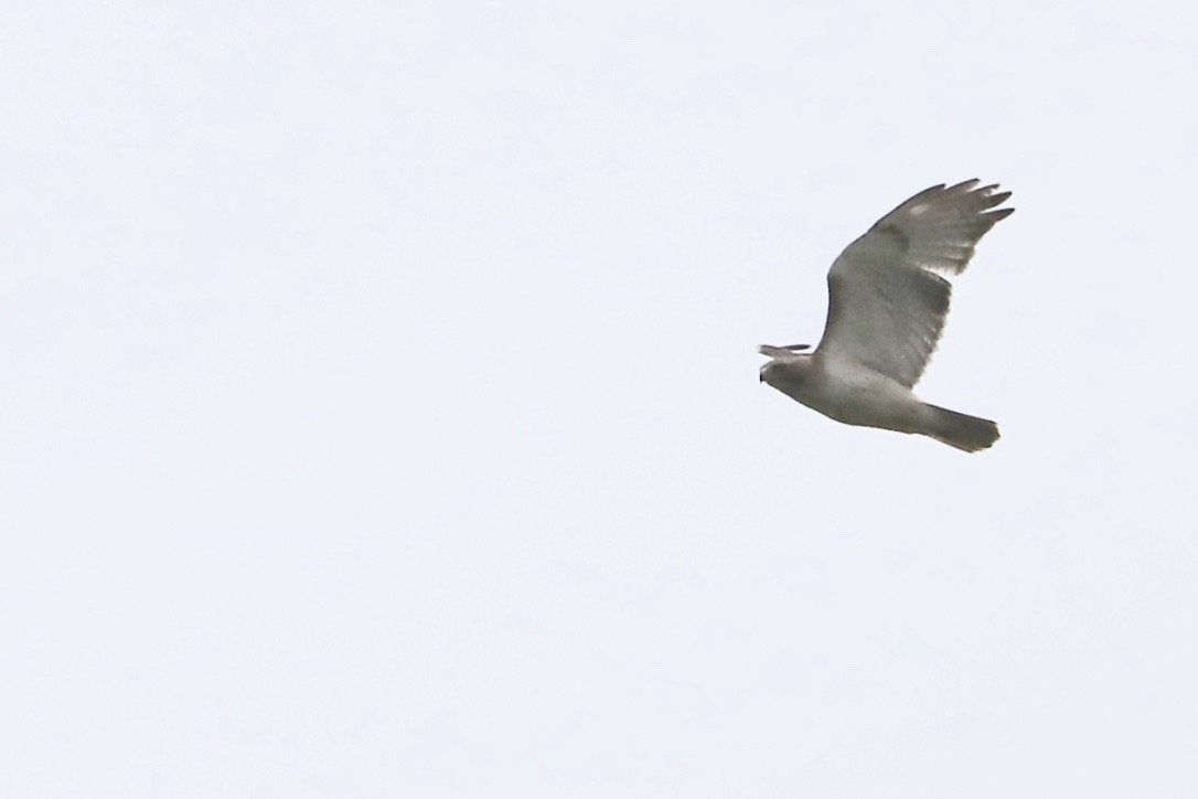 Red-tailed Hawk - ML569142681