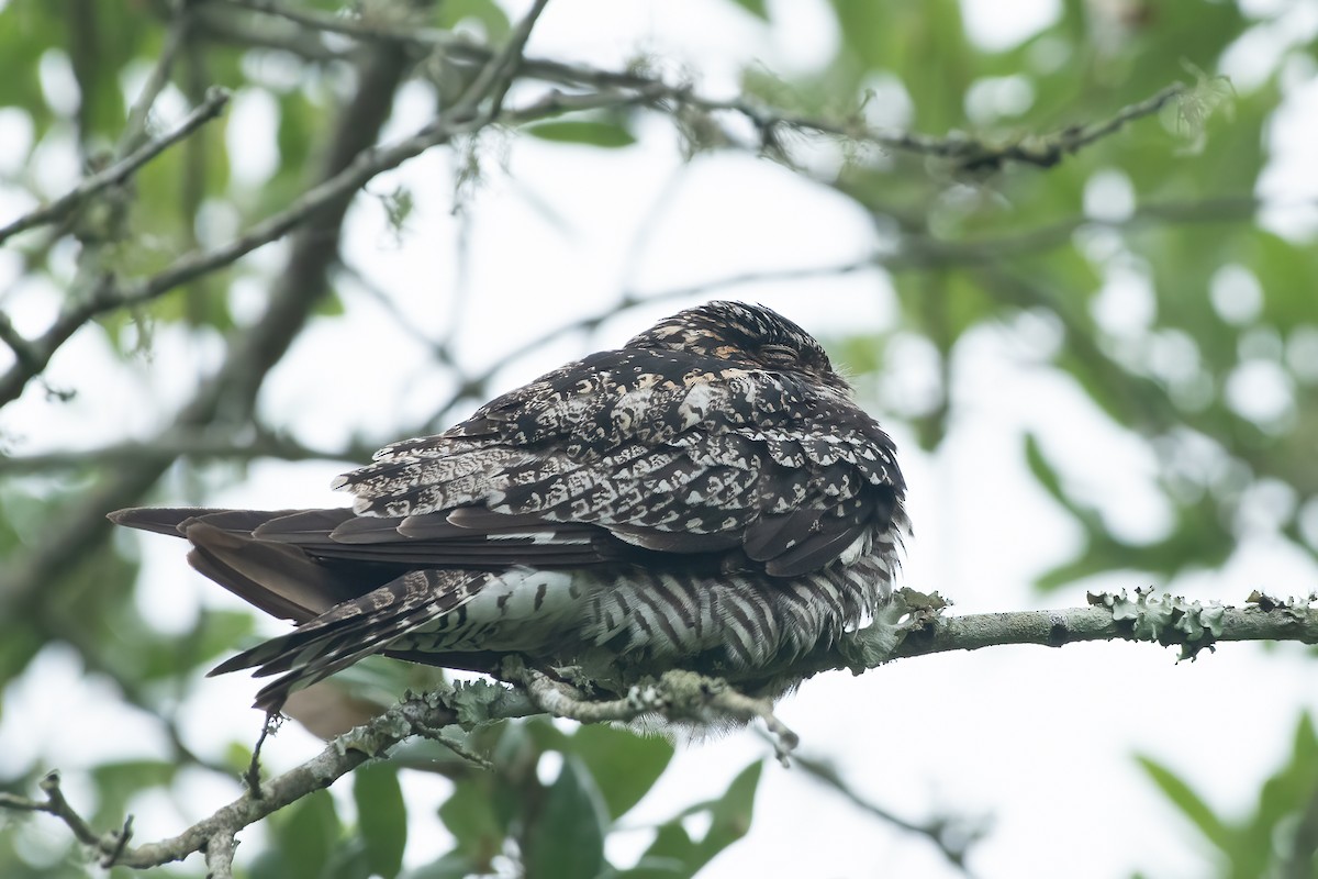 Common Nighthawk - ML569143031