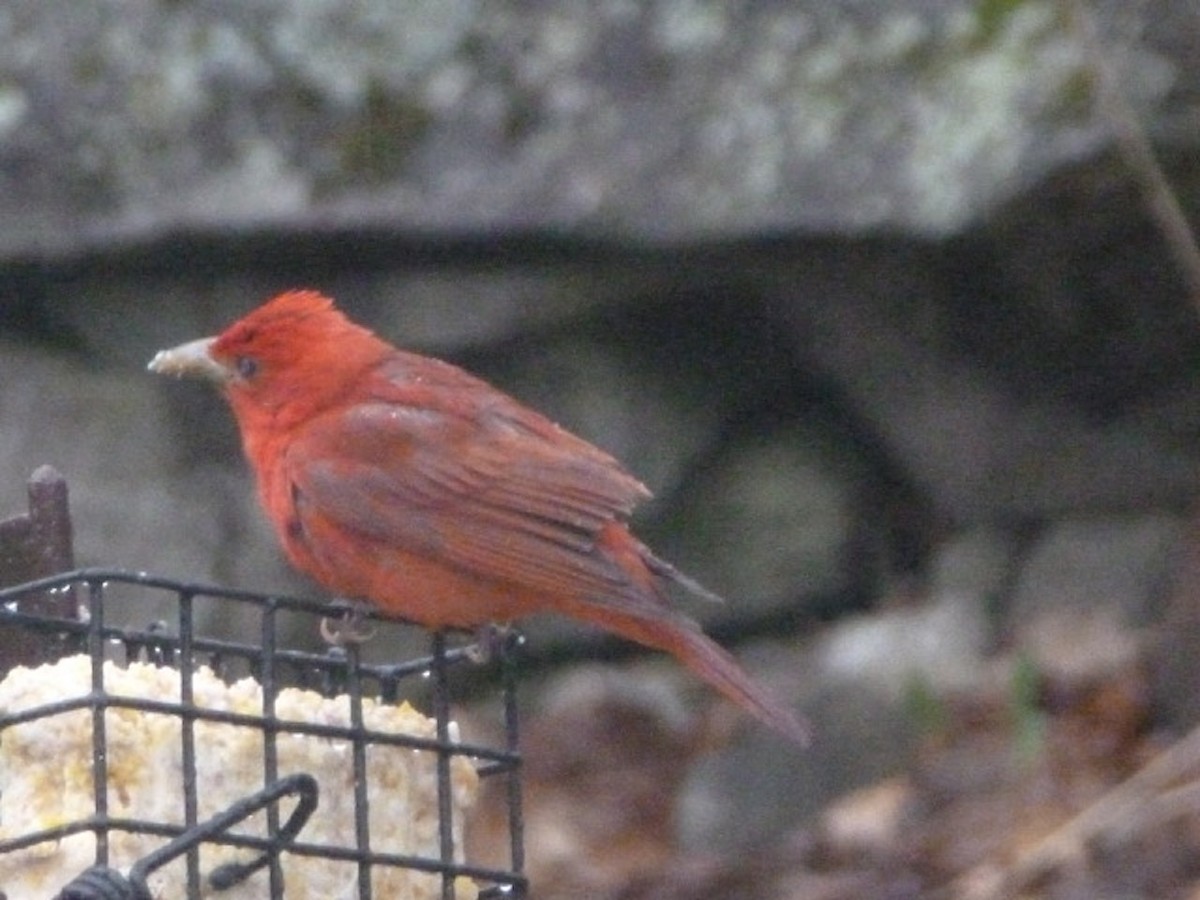 Summer Tanager - ML56914341