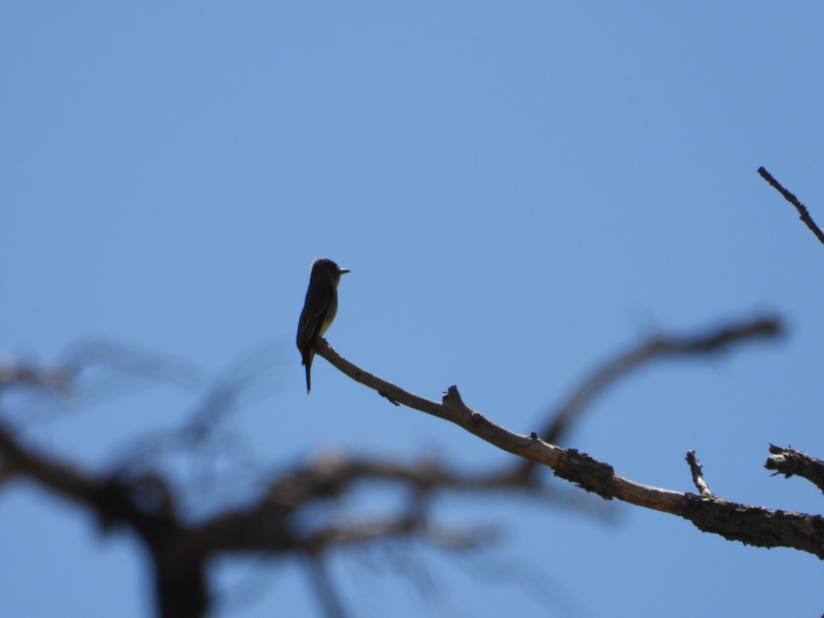 Western Wood-Pewee - ML569143471