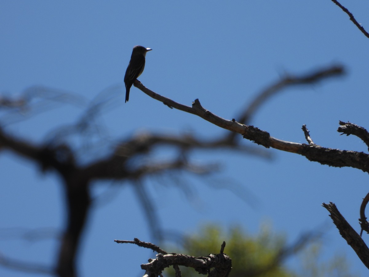 Western Wood-Pewee - ML569143511