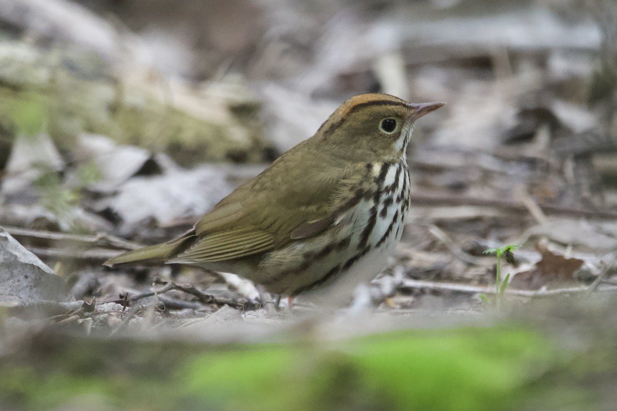 Ovenbird - ML569144371