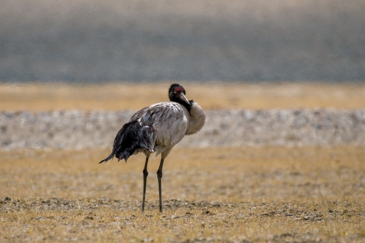 Black-necked Crane - ML569144721