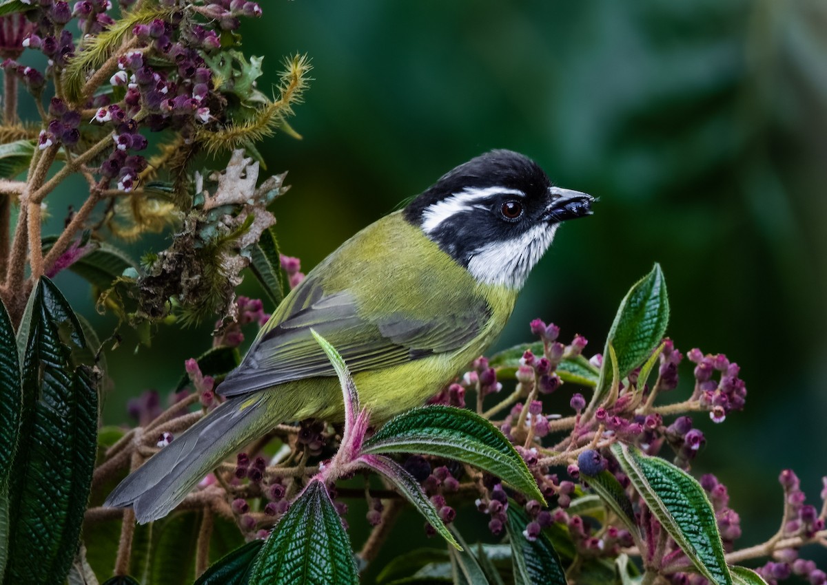 Sooty-capped Chlorospingus - Jim Merritt